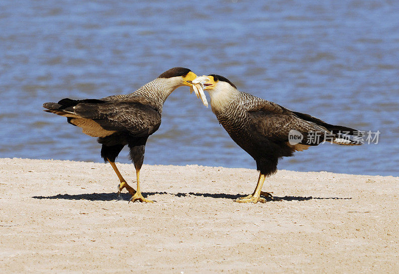 Crested Caracaras